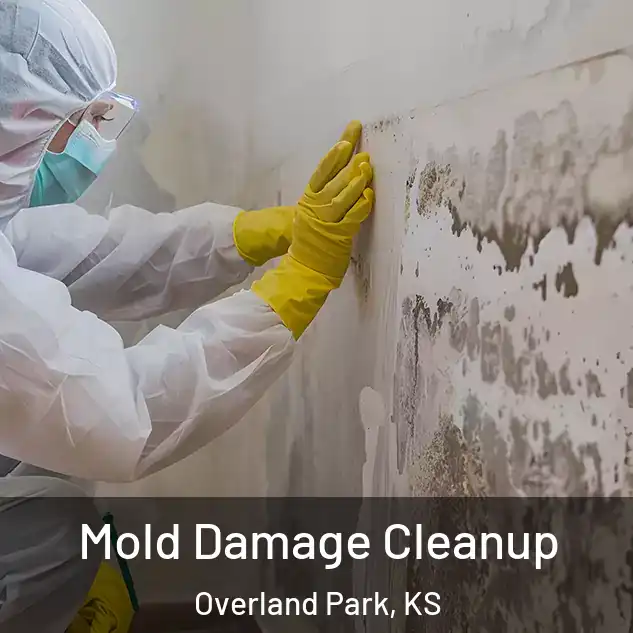  Mold Damage Cleanup Overland Park, KS