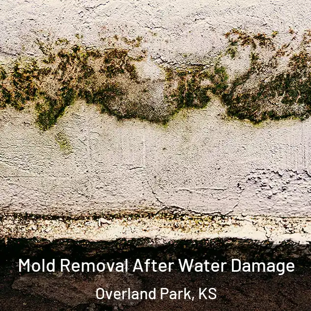  Mold Removal After Water Damage Overland Park, KS